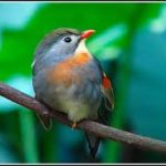 Nightingale Song Practice