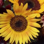 2015-09-24<br><br>Engage Your Ego as An Ally to Healing<br><br>