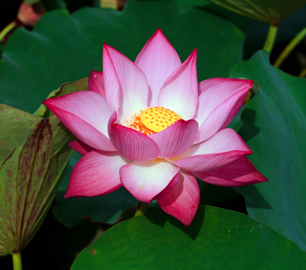 Becoming Spiritually Strong through Buddhism - White Conch
